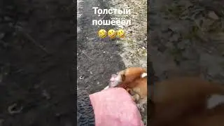 Без цезуры