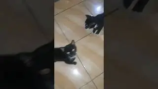 Beri makan kucing kembar #cat #shortvideo #shorts