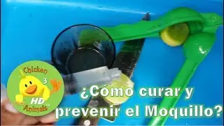 ¿Como curar y prevenir el Moquillo en Gallos y gallinas? HD