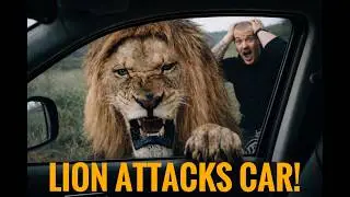 Lion Attack during filming of a Fact video! - Dean Schneider