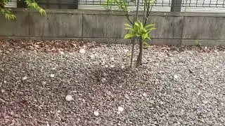 Crazy hail storm in japan 6-2-2022