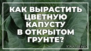 Как вырастить цветную капусту в открытом грунте? | toNature.Info
