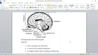 CNS