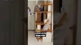 Mon chien voulait jouer c'est tout...