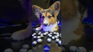 ASMR Mukbang Blueberry 🫐 Corgi Dog Eating 5 🐕 #asmr #mukbang #dog #corgi #eating