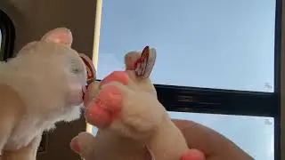 Love at first sight pt 2