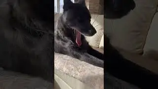 Волкособ Гул’дан засоня ☺️