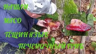 ❗️ГРИБ ПОХОЖИЙ НА КУСОК МЯСА❗️ТЁЩИН ЯЗЫК ИЛИ ПЕЧЁНОЧНЫЙ ГРИБ❗️ГОТОВИМ ПРОБУЕМ❗️