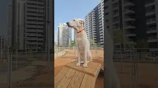 Ура! В нашем парке открылась оборудованная собачья площадка!