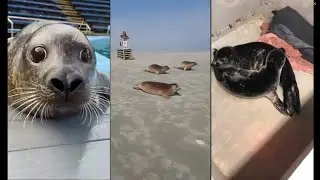 Compilation of T H I C C seals 8