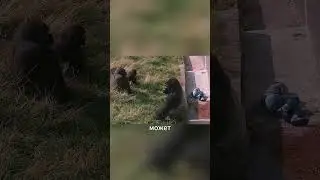 Мальчик упал в вольер с гориллами