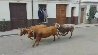 Tercer encierro de las Fiestas del Pilar 2023