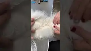 Как отмыть жирную шерсть у кошек?🙀