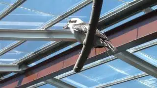 Birdsong