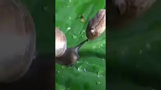 snake attack on snail surprise