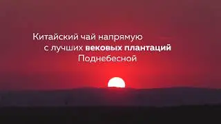 Дао Чая
