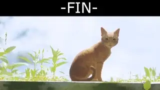 Stray : Ep7 