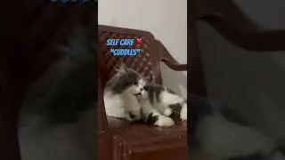 In-House Pet Stay at Mohali #pawwnation #viral #cat #lovepets #petcreche #viralshort #fun #catlover