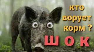 Кто ворует корм у поросят ? Как удешевить содержание кур? Сколько весит ковш еды ?