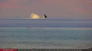 Mar 27, 2025: 3 Beautiful Humpbacks Breaching in Maui, Hawaii