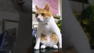 猫、言ってなかった事があるんだ。