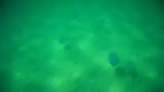 Медузы в черном море