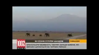 Убийство слонов