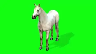 Green Screen Horse - Ot - Лошадь - #greenscreen #horse