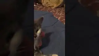 Mikes cat