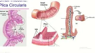 Small Intestine structures maximizes absorption