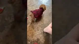 Super cute Toy Poodle - very friendly and likes to cling to people