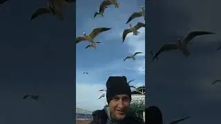 Повелитель чаек