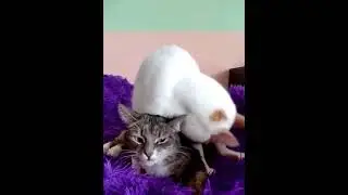 Кошачий язык как инструмент. Кот открывает пиво зубами 🐱