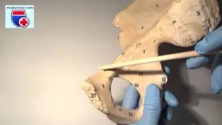 Anatomy of the pelvic bones - Os coxae