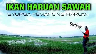 Casting Haruan Sawah | Syurga Ikan Haruan
