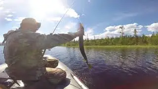 Щука сама прыгает в лодку