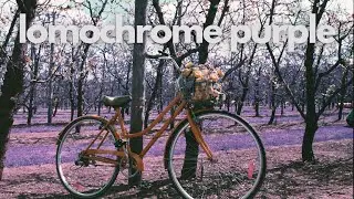 Lomochrome Purple, Cherry Blossoms and Tulips