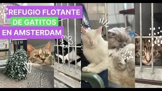El refugio de gatos flotante de Amsterdam