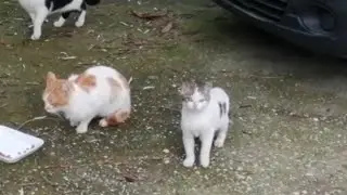 La gatta mi ha fatto una sorpresa...