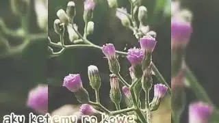 Balik kanan wae - happy asmara
