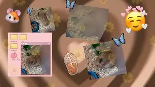 Хомячок Малыш чухается😂❤Смешной Малышик🥲🥺💞