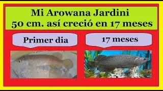 Crecimiento de mi Arowana Jardini 50 cm. a lo largo de 17 meses-growth of my AROWANA over 17 months