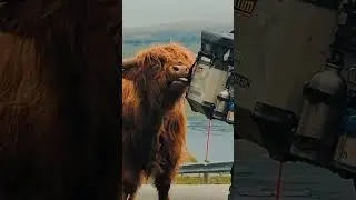 A love story featuring a highland cattle and a GS. 😍 