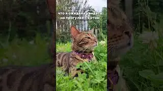 #cat #бенгал #котики #бенгальскаякошка #кот