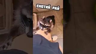 Еноты очень любят играть! Так и лезут! #животные #енотик #зоопарк