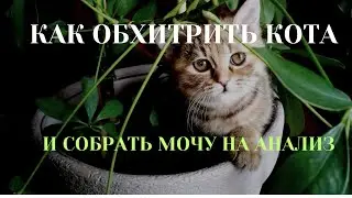 Как обхитрить кота и собрать мочу на анализ.