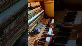 Cat's and music #cutespets #cutecat #funny #cuteecats