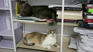 Tabby cat just love teasing calico cat with his tail