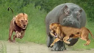 Big Mouth Hippopotamus Fight With Lion King To Fight For Family Area