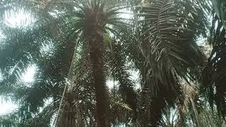 pruning sawit tinggi 10 meter super gondrong #pruning sawit